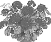 Pelargonium%20peltatum%20%27Dueamelia%27