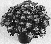 Chrysanthemum%20morifolium%20%27Chisel%20Time%20Pink%27