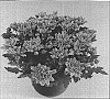 Chrysanthemum%20morifolium%20%27Vamp%20Time%20Dark%20Pink%27