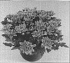 Chrysanthemum%20morifolium%20%27Vamp%20Time%20Dark%20Pink%27