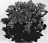 Kalanchoe%20blossfeldiana%20%27Patty%27