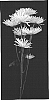 Chrysanthemum%20x%20morifolium%20%27Sky%27