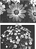 Osteospermum%20x%20fruticosum%20%27Kakegawa%20AU10%27