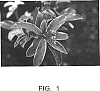 Skimmia%20japonica%20%27Ranso%20En%27