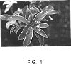 Skimmia%20japonica%20%27Ranso%20En%27