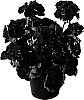 Pelargonium%20x%20hortorum%20%27Genlibsca%27