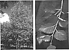 Betula%20papyrifera%20%27Varen%27