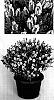Lavandula%20stoechas%20%27Barcelona%20White%27