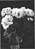 Pelargonium%20x%20domesticum%20%27Elegance%20Silver%27