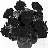 Pelargonium%20x%20hortorum%20%27Dueandria%27