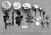 Rosa%20hybrida%20%27JACfrens%27