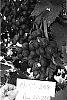 Vitis%20vinifera%20%2714-48-258%27