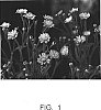 Aster%20tataricus%20%27Blue%20Lake%27