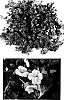 Mecardonia%20caespitosa%20x%20Mecardonia%20dianthera%20%27USMECA67%27