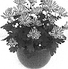 Chrysanthemum%20morifolium%20%27Esperanto%20Improved%27