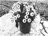 Globularia%20arabica%20%27His%20Eyeball%20Comp%27