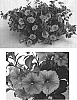 Petunia%20x%20hybrida%20%27Whip%20Rosein%27