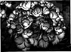 Hydrangea%20macrophylla%20%27Ripple%27