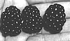 Rubus%20sp.%20%27Blackberry%C3%A2%E2%82%AC%E2%80%9DAPF-8%27