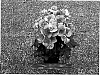 Begonia%20x%20hiemalis%20%27Bbnes%27