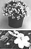 Impatiens%20walleriana%20%27Fify%20White%20Two%27