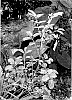 Sanguisorba%20menziesii%20%27Dali%20Marble%27
