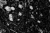 Delosperma%20basuticum%20%27White%20Nugget%27