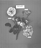 Rosa%20hybrida%20%27POULac007%27