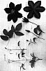 Clematis%20viticella%20%27EVIpo002%27