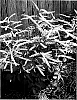 Aruncus%20dioicus%20x%20Aruncus%20aethusifolius%20%27Misty%20Lace%27