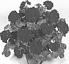 Pelargonium%20peltatum%20%27Duearthemia%27