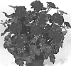 Pelargonium%20peltatum%20%27Duebertino%27