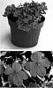Impatiens%20walleriana%20%27Fify%20Salmon%20Two%27