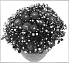 Chrysanthemum%20morifolium%20%27Follies%27