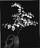 Oncidium%20%27Sweet%20Ears%20The%20OrchidWorks%27