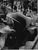 Zantedeschia%20sp.%20%27Black%20Jack%27