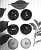 Prunus%20salicina%20%27Yummy%C3%82%C2%AEgem%27