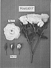 Rosa%20hybrida%20%27Poulcs017%27