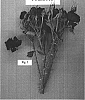 Rosa%20hybrida%20%27POULhi016%27