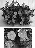 Petunia%20x%20hybrida%20%27Whip%20Sal%27