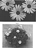 Osteospermum%20hybrida%20%27Kakegawa%20AU12%27