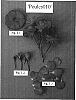 Rosa%20hybrida%20%27POULcs010%27