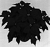 Euphorbia%20pulcherrima%20%27Duemerlot%27