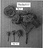 Rosa%20hybrida%20%27POULac001%27
