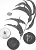 Prunus%20persica%20var.%20nucipersica%20%27Burnectsixteen%27