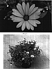 Osteospermum%20hybrida%20%27Kakegawa%20AU13%27