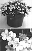Impatiens%20walleriana%20%27Fify%20Blushpink%20Two%27