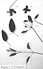 Clematis%20viticella%20%27EVIpo013%27