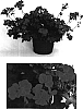 %28Pelargonium%20x%20hortorum%29%20x%20P.%20tongaense%20%27Cante%20Ros%27