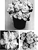 Euphorbia%20pulcherrima%20%27Wincrea%27